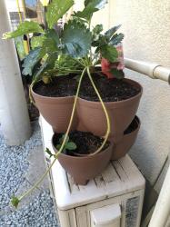 Chậu trồng cây cảnh 03 khoang Yamada 4L_4