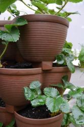 Chậu trồng cây cảnh 03 khoang Yamada 4L_9