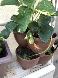 Chậu trồng cây cảnh 03 khoang Yamada 4L_3