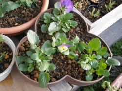 Chậu trồng cây cảnh 03 khoang Yamada 4L_7