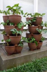 Chậu trồng cây cảnh 03 khoang Yamada 4L_8