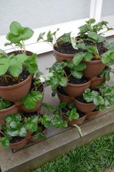 Chậu trồng cây cảnh 03 khoang Yamada 4L_11