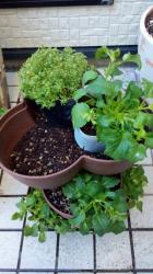 Chậu trồng cây cảnh 03 khoang Yamada 4L_10