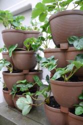 Chậu trồng cây cảnh 03 khoang Yamada 4L_6