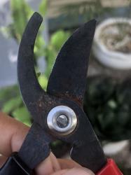 Kéo cắt tỉa cành cây lưỡi cong Echo Metal 170-50mm_5