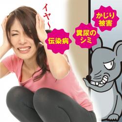 Hộp 05 túi thuốc diệt chuột Kiyo Pyrethrum (20gx5)_4