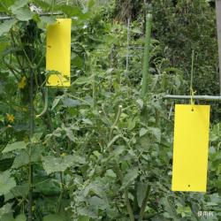 Miếng dính bẫy côn trùng 2 mặt Sanada Seiko_6