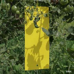 Miếng dính bẫy côn trùng 2 mặt Sanada Seiko_7