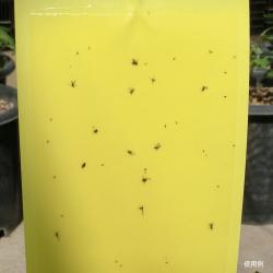 Miếng dính bẫy côn trùng 2 mặt Sanada Seiko_8