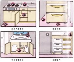 Set 06 viên diệt gián Acid Boric Dango 4g_9