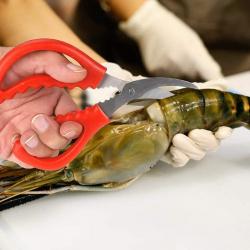 Kéo cắt càng cua, ghẹ đầu cong Echo 15.5cm_7